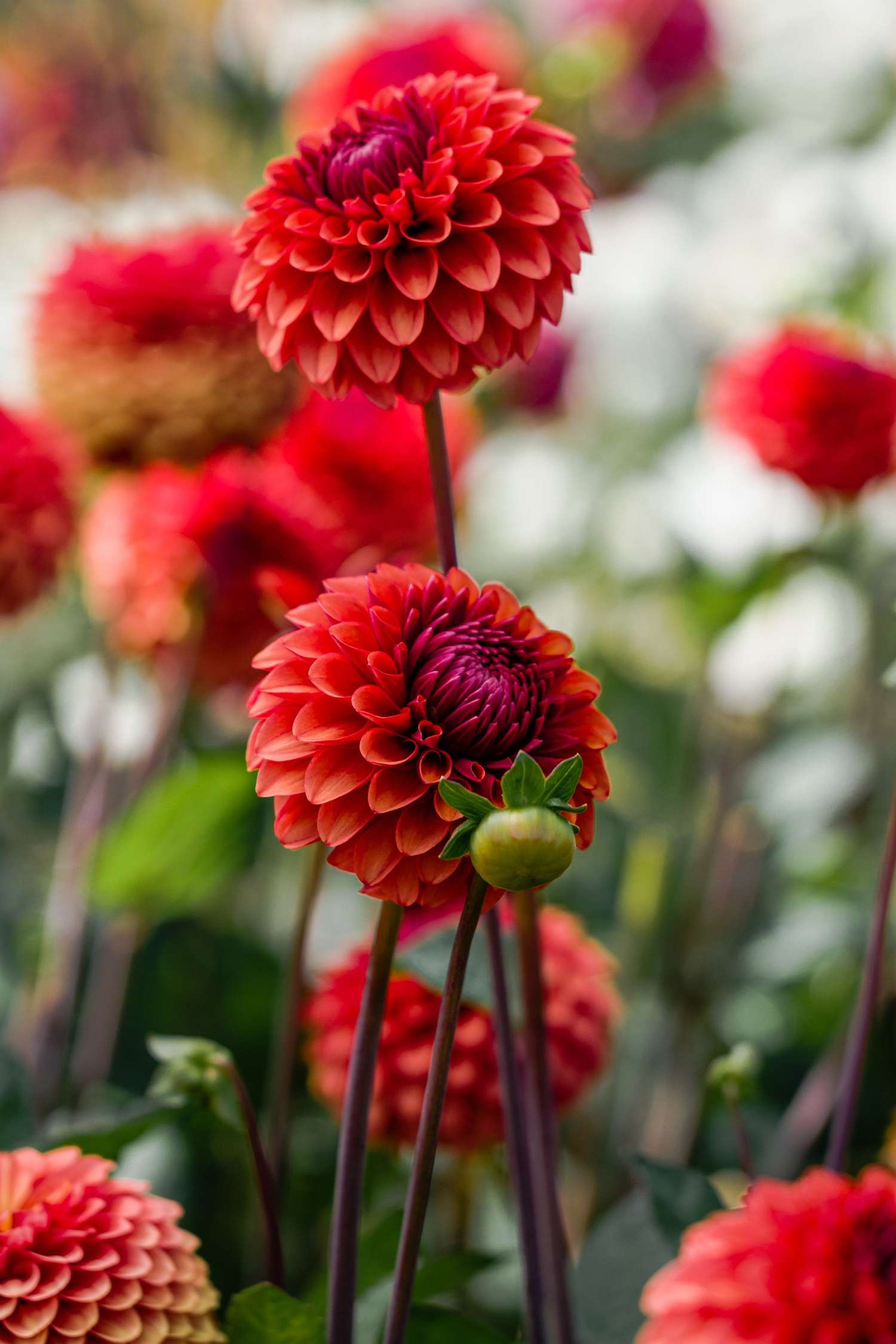 Dahlie 'Brown Sugar'